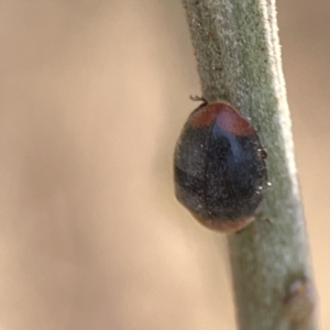 Cryptolaemus montrouzieri at Ainslie, ACT - 26 Sep 2023 05:27 PM