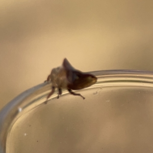 Sextius virescens at Ainslie, ACT - 26 Sep 2023 05:31 PM