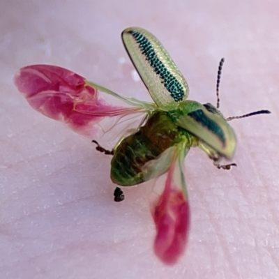 Calomela vittata (Acacia leaf beetle) at Ainslie, ACT - 26 Sep 2023 by Hejor1
