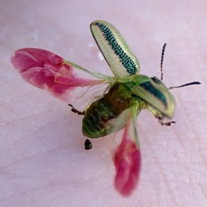 Calomela juncta (Leaf beetle) at Ainslie, ACT by Hejor1