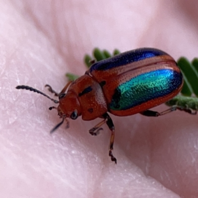 Calomela curtisi (Acacia leaf beetle) at Ainslie, ACT - 26 Sep 2023 by Hejor1