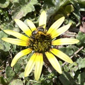 Lasioglossum (Chilalictus) sp. (genus & subgenus) at Russell, ACT - 26 Sep 2023 01:01 PM