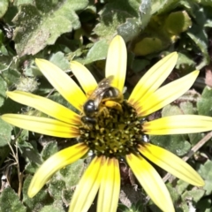 Lasioglossum (Chilalictus) sp. (genus & subgenus) at Russell, ACT - 26 Sep 2023 01:01 PM