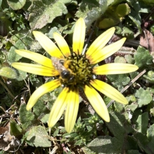 Lasioglossum (Chilalictus) sp. (genus & subgenus) at Russell, ACT - 26 Sep 2023 01:01 PM