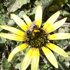 Lasioglossum (Chilalictus) sp. (genus & subgenus) at Russell, ACT - 26 Sep 2023 01:01 PM