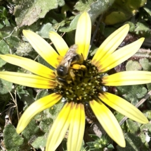 Lasioglossum (Chilalictus) sp. (genus & subgenus) at Russell, ACT - 26 Sep 2023 01:01 PM