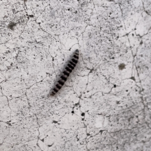 Lepidoptera unclassified IMMATURE at Russell, ACT - 26 Sep 2023