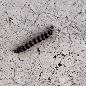 Lepidoptera unclassified IMMATURE moth at Russell, ACT - 26 Sep 2023