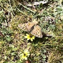 Junonia villida (Meadow Argus) at Russell, ACT - 26 Sep 2023 by Hejor1