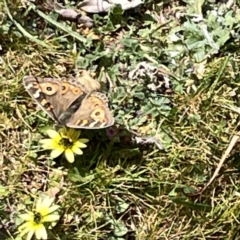 Junonia villida at Russell, ACT - 26 Sep 2023