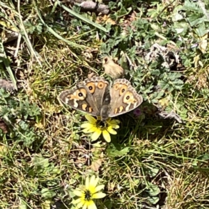 Junonia villida at Russell, ACT - 26 Sep 2023