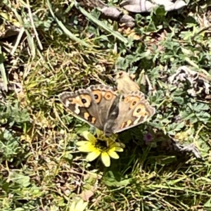 Junonia villida at Russell, ACT - 26 Sep 2023