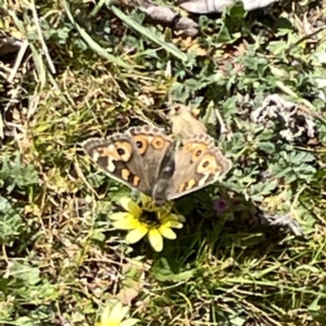 Junonia villida at Russell, ACT - 26 Sep 2023