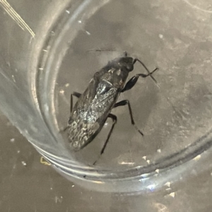 Lygaeidae (family) at Braddon, ACT - 25 Sep 2023