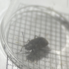 Lygaeidae (family) at Braddon, ACT - 25 Sep 2023