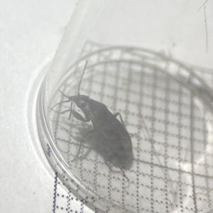 Lygaeidae (family) at Braddon, ACT - 25 Sep 2023