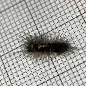 Lymantriinae (subfamily) at Braddon, ACT - 25 Sep 2023