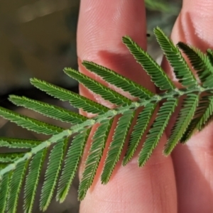 Acacia dealbata subsp. dealbata at Splitters Creek, NSW - 24 Sep 2023