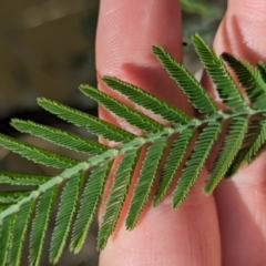 Acacia dealbata subsp. dealbata (Silver Wattle) at Albury - 24 Sep 2023 by Darcy