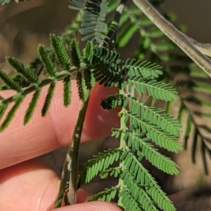 Acacia dealbata subsp. dealbata at Splitters Creek, NSW - 24 Sep 2023