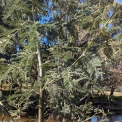 Acacia dealbata subsp. dealbata at Splitters Creek, NSW - 24 Sep 2023
