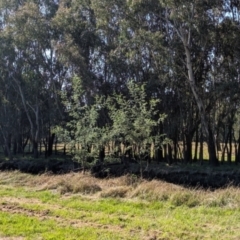 Acacia dealbata subsp. dealbata at Splitters Creek, NSW - 24 Sep 2023