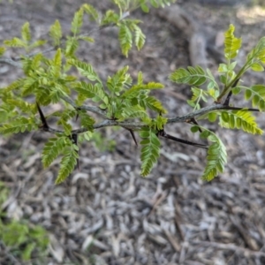 Gleditsia triacanthos at Splitters Creek, NSW - 24 Sep 2023