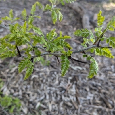 Gleditsia triacanthos (Honey Locust, Thorny Locust) at Albury - 24 Sep 2023 by Darcy