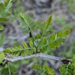 Gleditsia triacanthos at Splitters Creek, NSW - 24 Sep 2023 03:51 PM