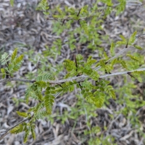 Gleditsia triacanthos at Splitters Creek, NSW - 24 Sep 2023 03:51 PM