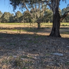 Gleditsia triacanthos at Splitters Creek, NSW - 24 Sep 2023