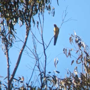 Platycercus elegans flaveolus (Yellow Rosella) at Splitters Creek, NSW by Darcy