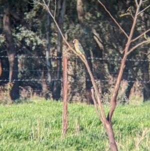 Platycercus elegans flaveolus (Yellow Rosella) at Splitters Creek, NSW by Darcy