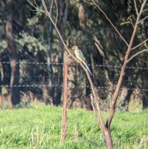 Platycercus elegans flaveolus at Splitters Creek, NSW - 24 Sep 2023