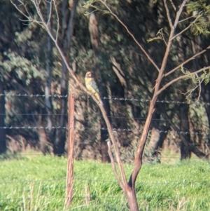 Platycercus elegans flaveolus at Splitters Creek, NSW - 24 Sep 2023