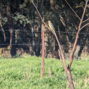 Platycercus elegans flaveolus at Splitters Creek, NSW - 24 Sep 2023