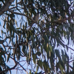 Philemon citreogularis (Little Friarbird) at Albury - 24 Sep 2023 by Darcy