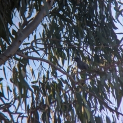 Philemon citreogularis at Splitters Creek, NSW - 24 Sep 2023 04:19 PM