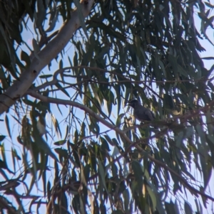 Philemon citreogularis at Splitters Creek, NSW - 24 Sep 2023 04:19 PM