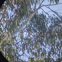 Philemon citreogularis at Splitters Creek, NSW - 24 Sep 2023 04:19 PM