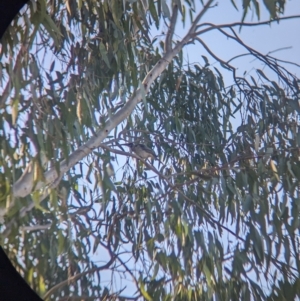 Philemon citreogularis at Splitters Creek, NSW - 24 Sep 2023