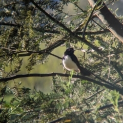 Rhipidura leucophrys (Willie Wagtail) at Splitters Creek, NSW - 24 Sep 2023 by Darcy