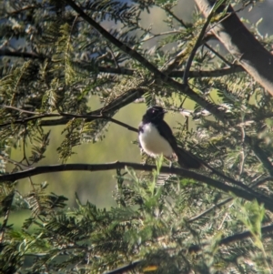 Rhipidura leucophrys at Splitters Creek, NSW - 24 Sep 2023