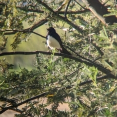 Rhipidura leucophrys at Splitters Creek, NSW - 24 Sep 2023