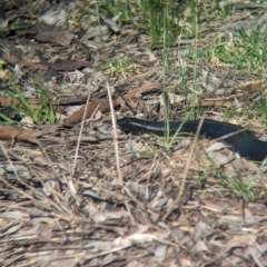 Pseudechis porphyriacus (Red-bellied Black Snake) at Albury - 24 Sep 2023 by Darcy