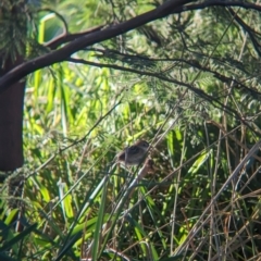 Cisticola exilis (Golden-headed Cisticola) at Albury - 24 Sep 2023 by Darcy