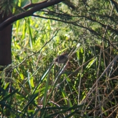 Cisticola exilis at Splitters Creek, NSW - 24 Sep 2023 04:29 PM