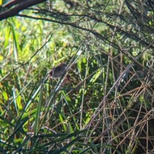 Cisticola exilis at Splitters Creek, NSW - 24 Sep 2023 04:29 PM