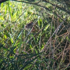 Cisticola exilis at Splitters Creek, NSW - 24 Sep 2023