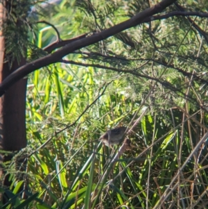 Cisticola exilis at Splitters Creek, NSW - 24 Sep 2023